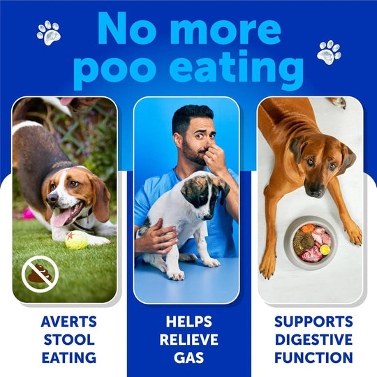 No Poo Chews For Dogs Puppy Coprophagia Stool Eating Deterrent Prevent Dog From Eating Poop Stop Eating Poop Treats With Probiotics & Enzymes Immune Digestive Gut Health Support Supplement